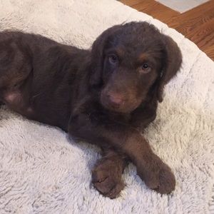 Meet your Posher, Devyn